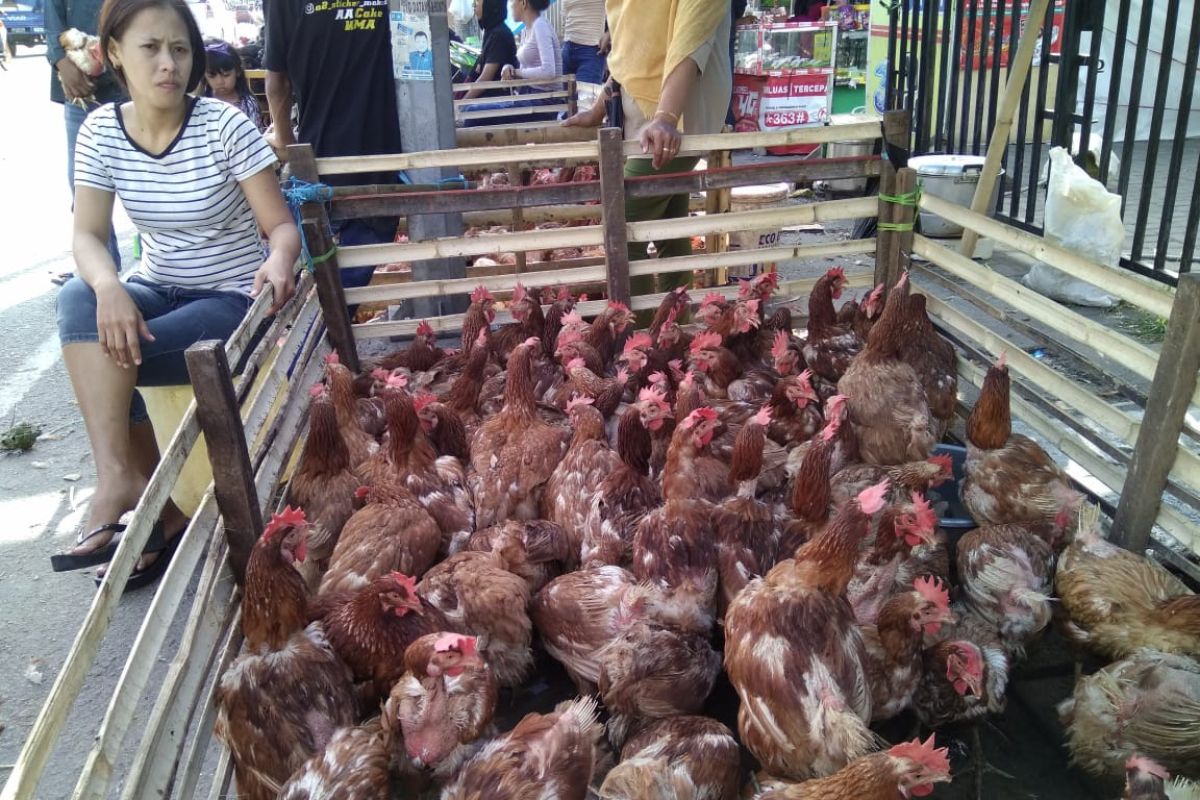 Harga ayam potong di Makassar mulai bergerak naik