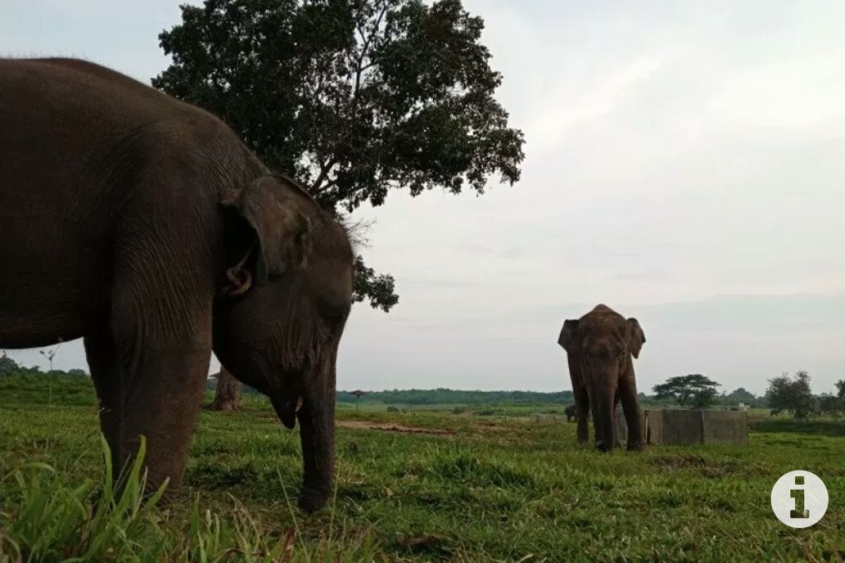 Pusat Latihan Gajah Way Kambas Lampung Timur masih tutup