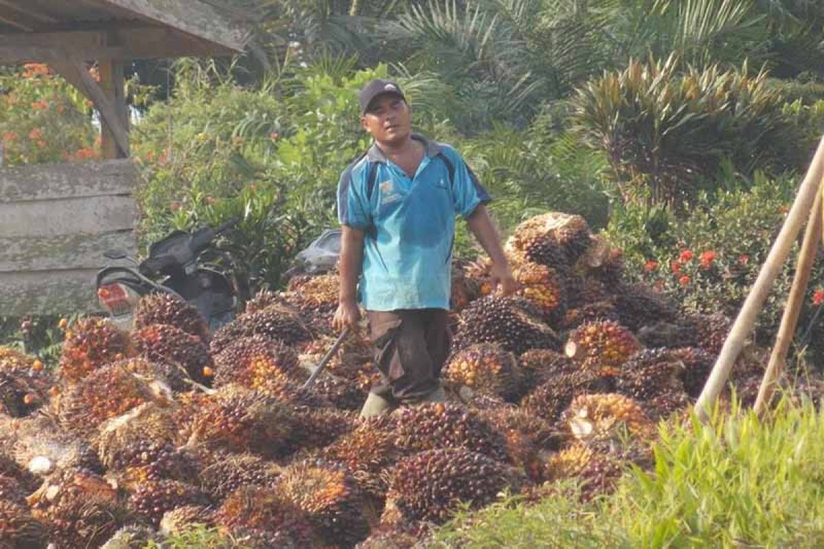 Berpihak ke industri, Petani Sawit minta pungutan dana sawit direvisi