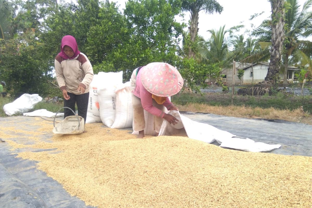 Harga gabah di Lampung turun