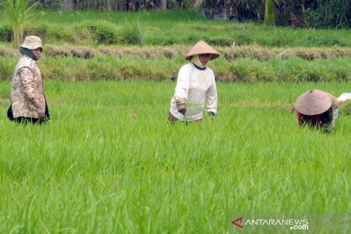 Musim kemarau, persediaan gabah dan jagung di Boyolali dipastikan aman