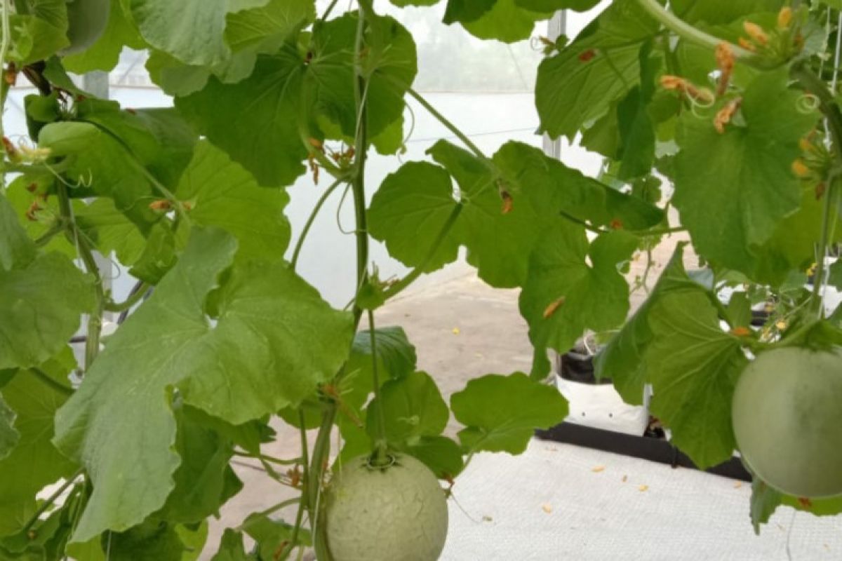 Jawa Barat panen buah melon hasil Smart Greenhouse hidroponik