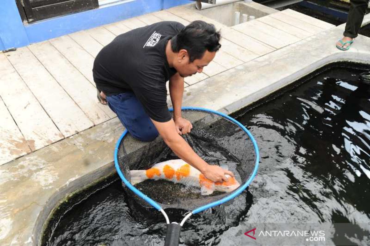 Budi daya ikan koi jadi bisnis menjanjikan