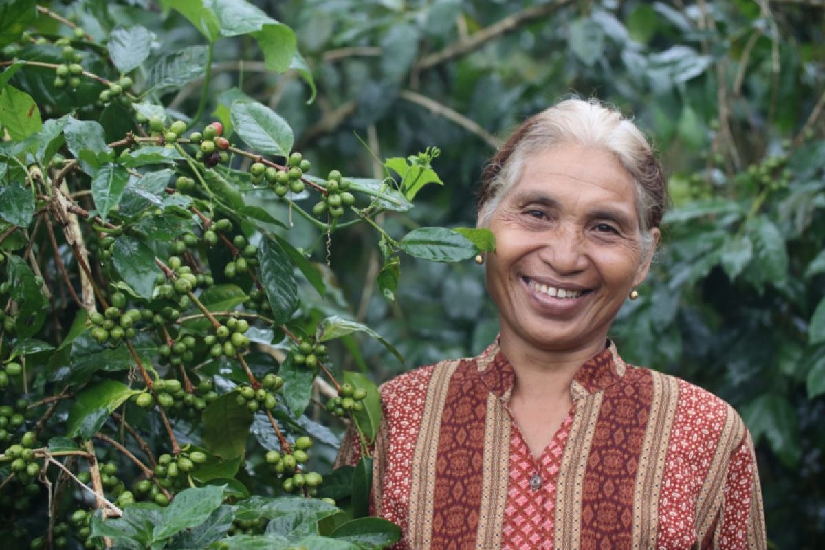 Artikel - Kopi Flores dan kesejahteraan petani lokal