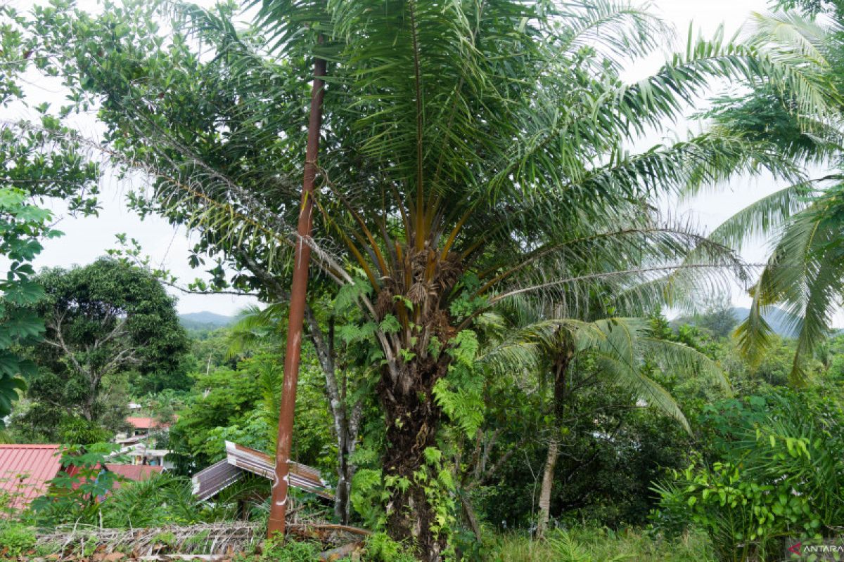 Evapotranspirasi tanaman sawit di daratan kepulauan