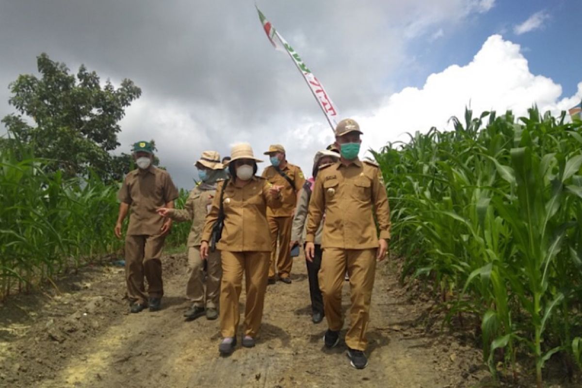 Bupati Gumas: Jika serius, budidaya jagung hibrida akan menguntungkan