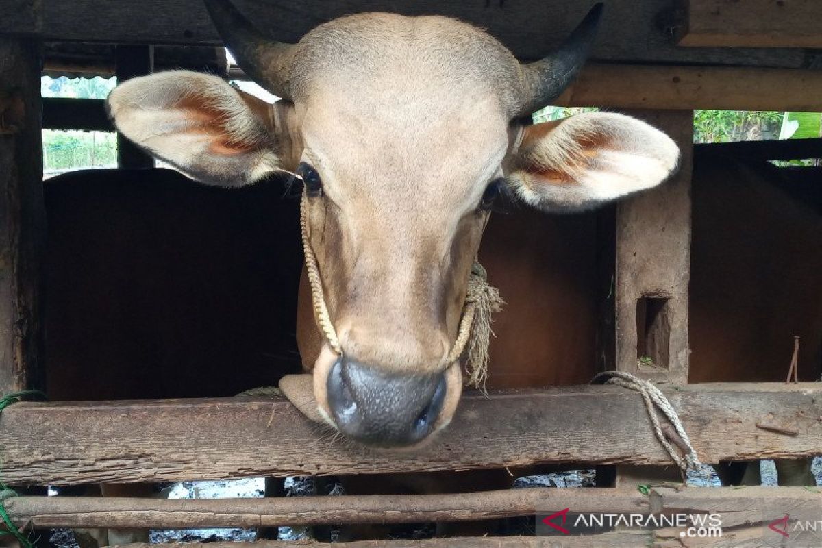 BNI Mataram gandeng pondok pesantren uji coba penggemukan sapi Simental