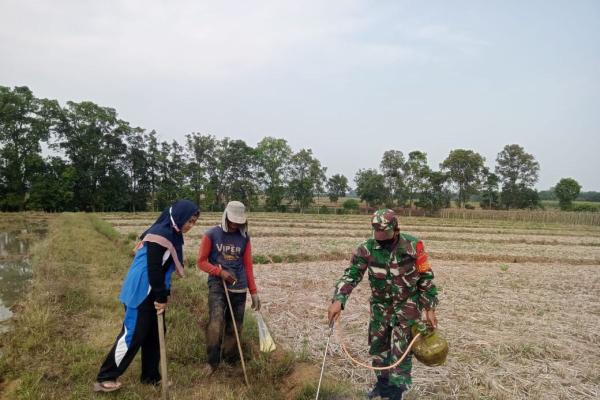 Koramil 411-04 Trimurjo dan warga Pujo Asri lakukan gropyokan cegah hama tikus