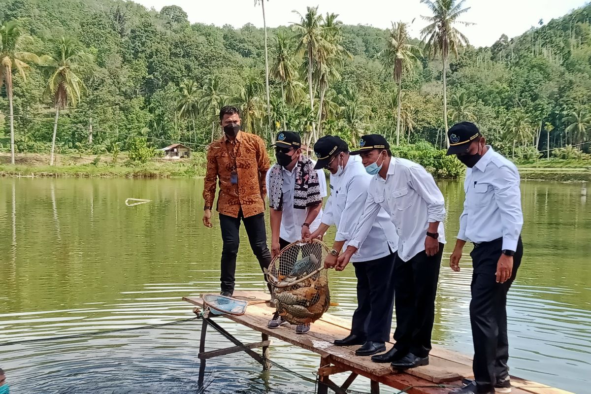 Waktu kunjungi budidaya ikan tawar Rao Selatan Pasaman Menteri KP apreasiasi nilai produksi bisa Rp1 triliun/tahun (Video)