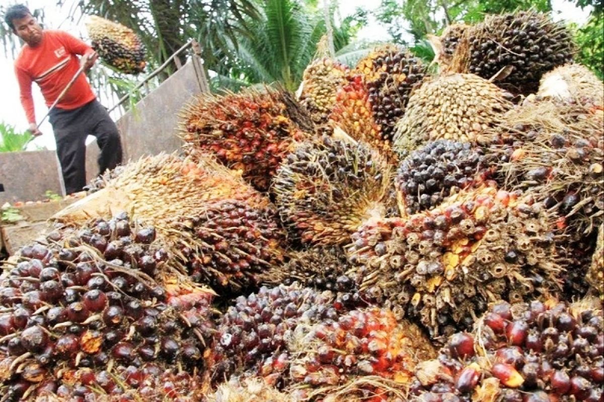 DPRD Kotim ingatkan perusahaan tidak menanam sawit di sempadan sungai