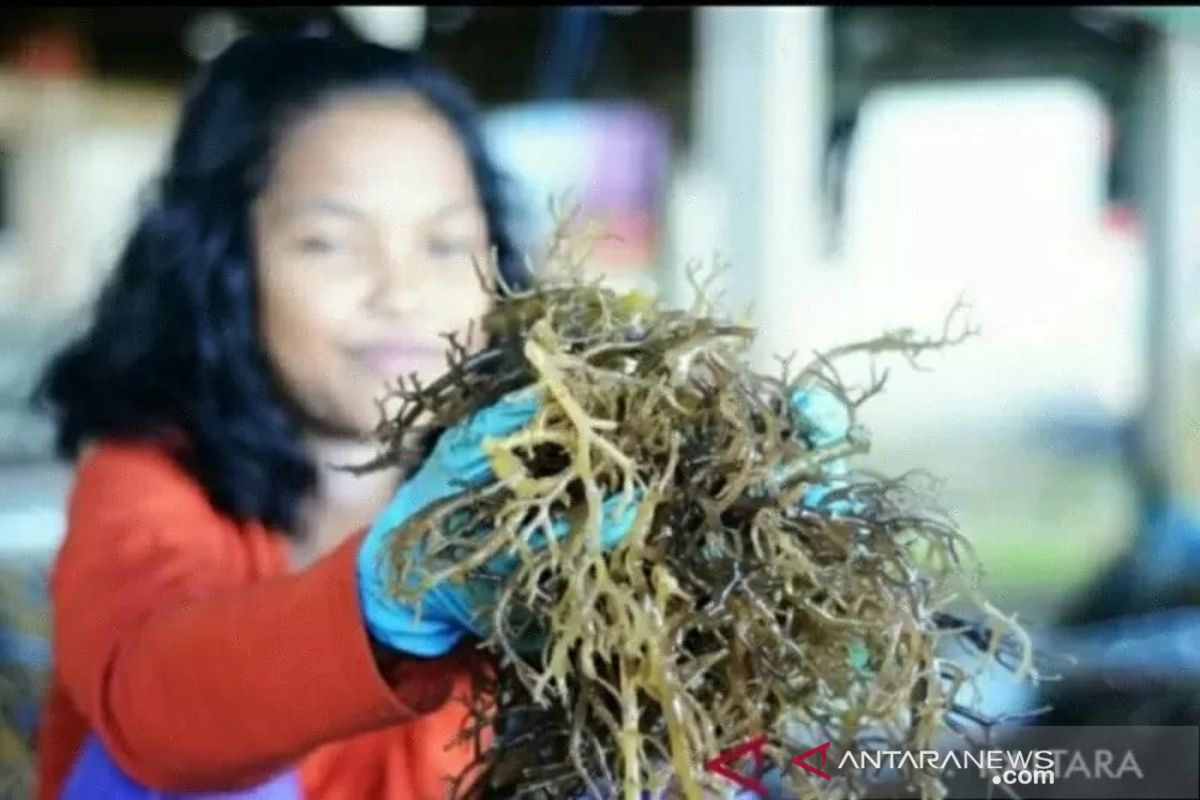 Pembudidaya rumput laut Nunukan kembali bergairah