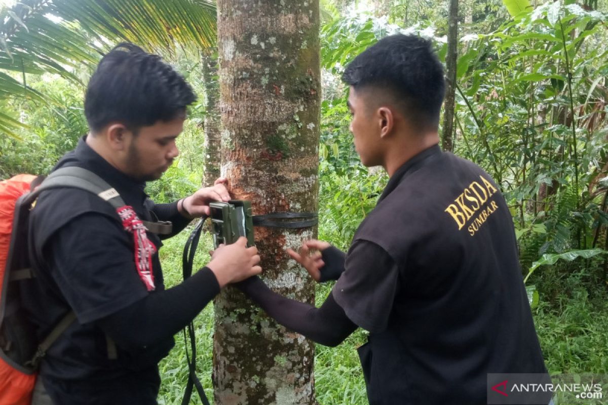 Ungkap makhluk misterius resahkan warga Agam, BKSDA Sumbar pasang kamera trap  (Video)