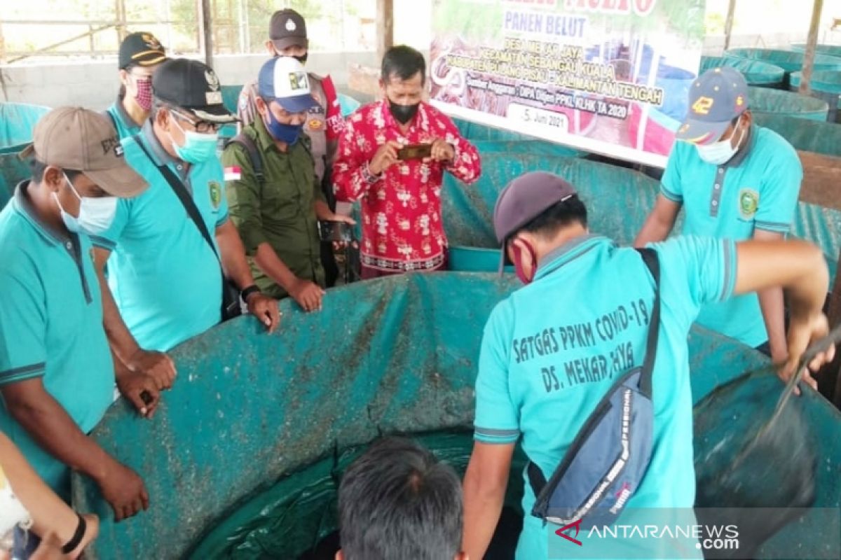 Desa Mekar Jaya pelopori budidaya belut di Pulang Pisau