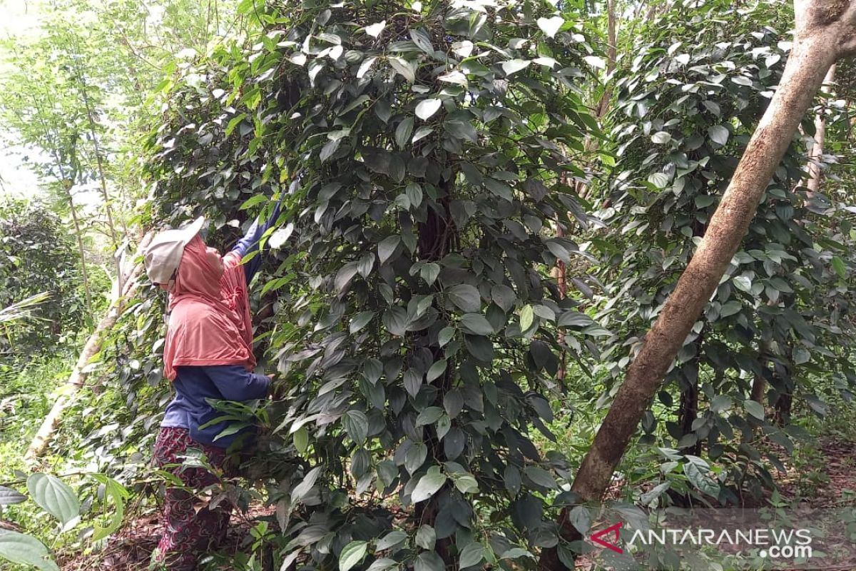 Petani lada Belitung mulai panen