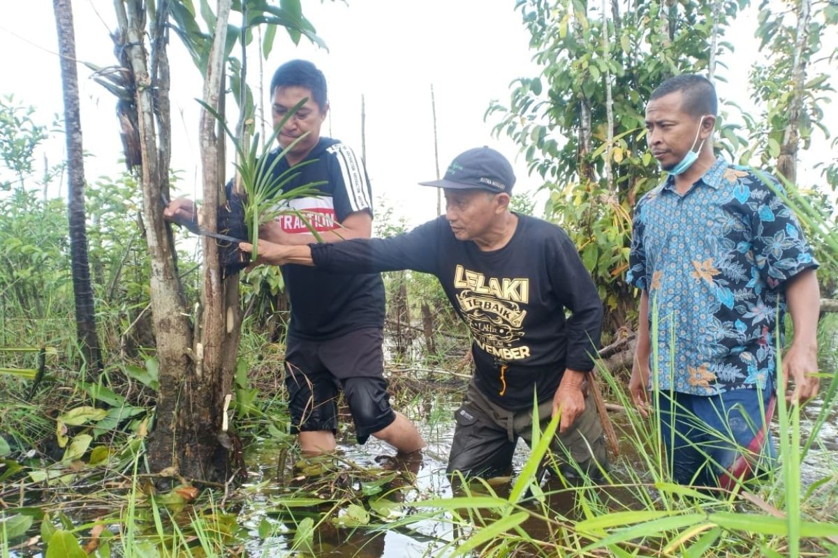 Perhimpunan Anggrek Indonesia kembangkan lima jenis tanaman anggrek