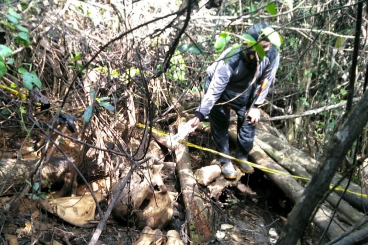 Polisi selidiki penemuan bangkai gajah di Hutan Produksi