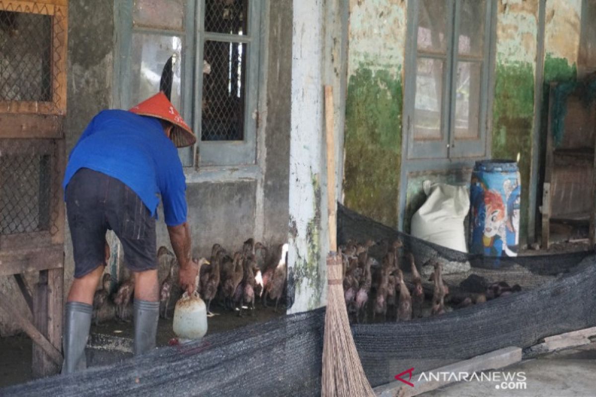 Warga binaan Lapas Pekalongan diajari budidaya itik dan pepaya