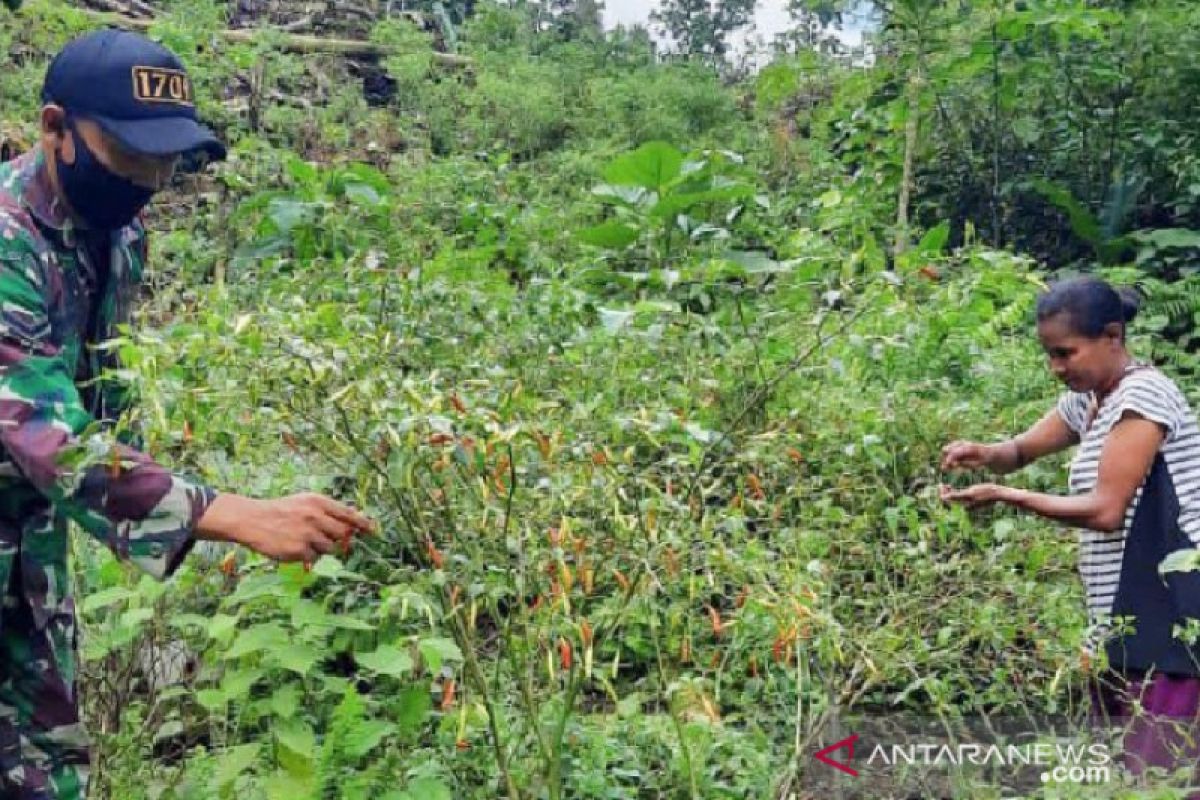 Babinsa Koramil Yapsel bantu warga binaan panen cabai