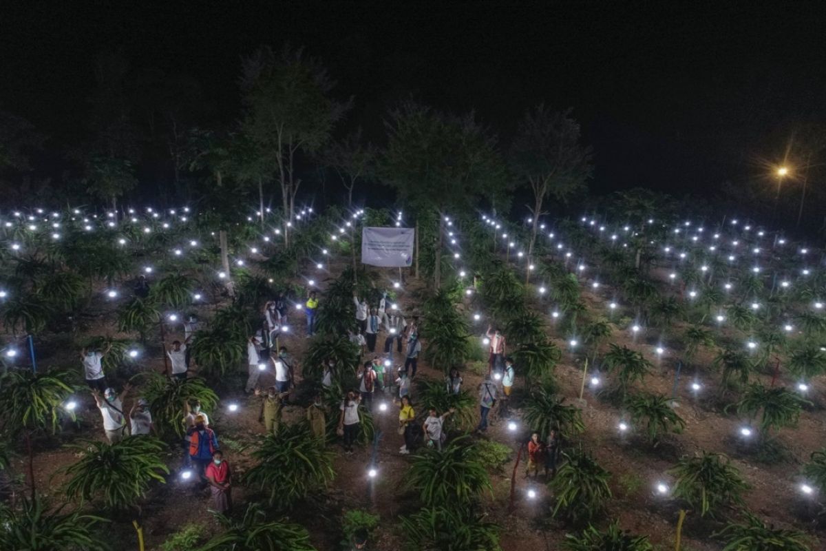 Listrik masuk kebun, petani buah naga di perbatasan RI-Timor Leste optimistis panen meningkat