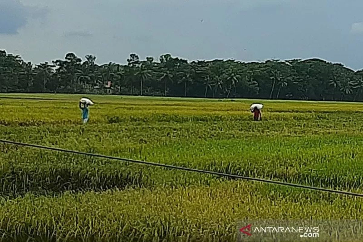 Menggapai harapan dari sektor pertanian di Cilacap