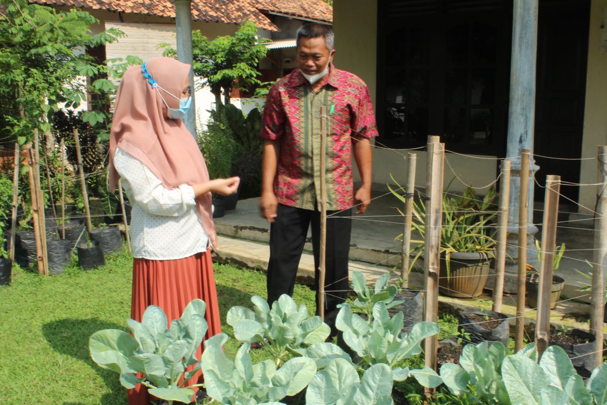 KWT Lampung manfaatkan lahan pekarangan cegah konflik gajah dengan manusia