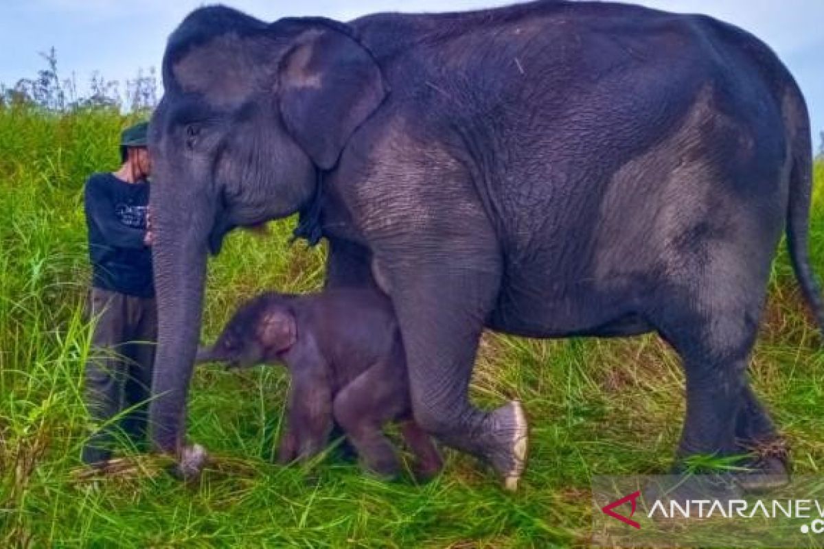 Anak gajah sumatera lahir di PLG Suaka  Margasatwa  Padang Sugihan