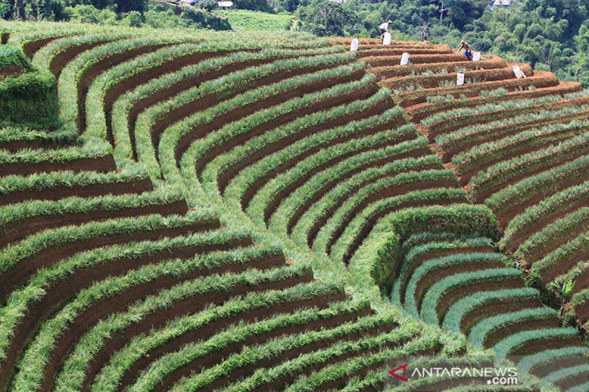 Tanaman hortikultura perlu dikembangkan di tengah pandemi