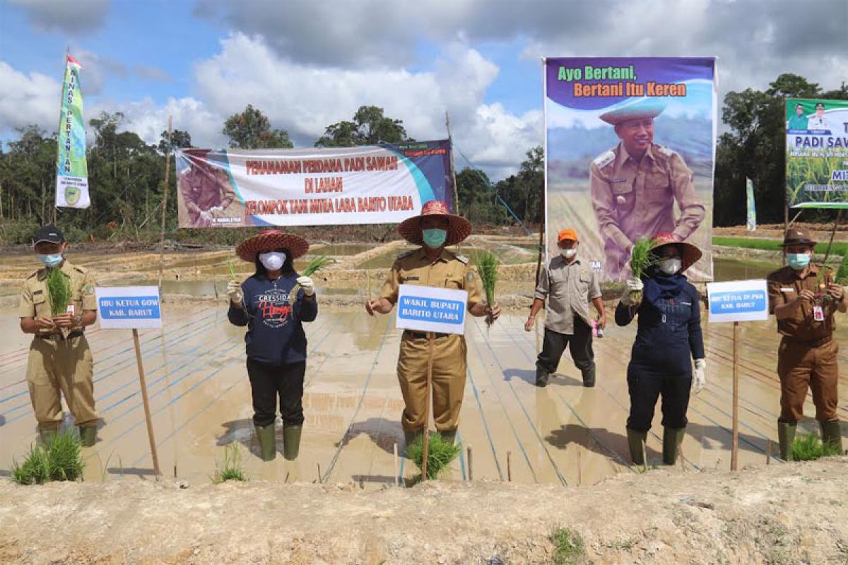 Barut tanam perdana padi sawah organik Inpari 30