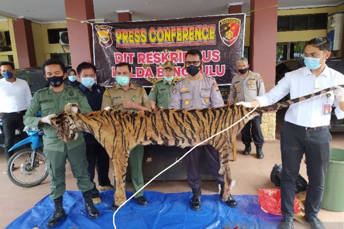 Polisi buru dua pelaku sindikat perdagangan harimau sumatra di Bengkulu