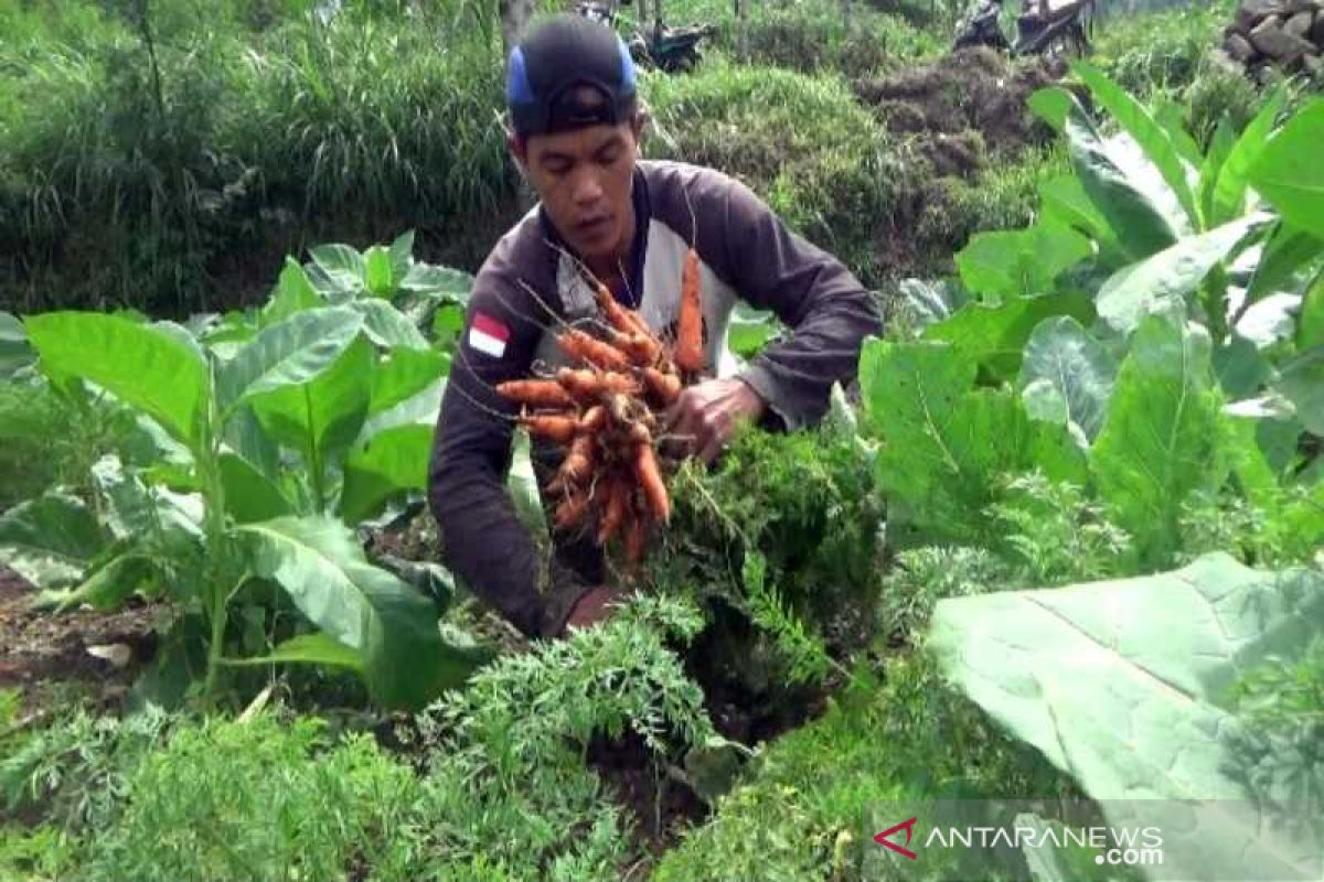 Petani lereng Merbabu Boyolali keluhkan harga wortel turun