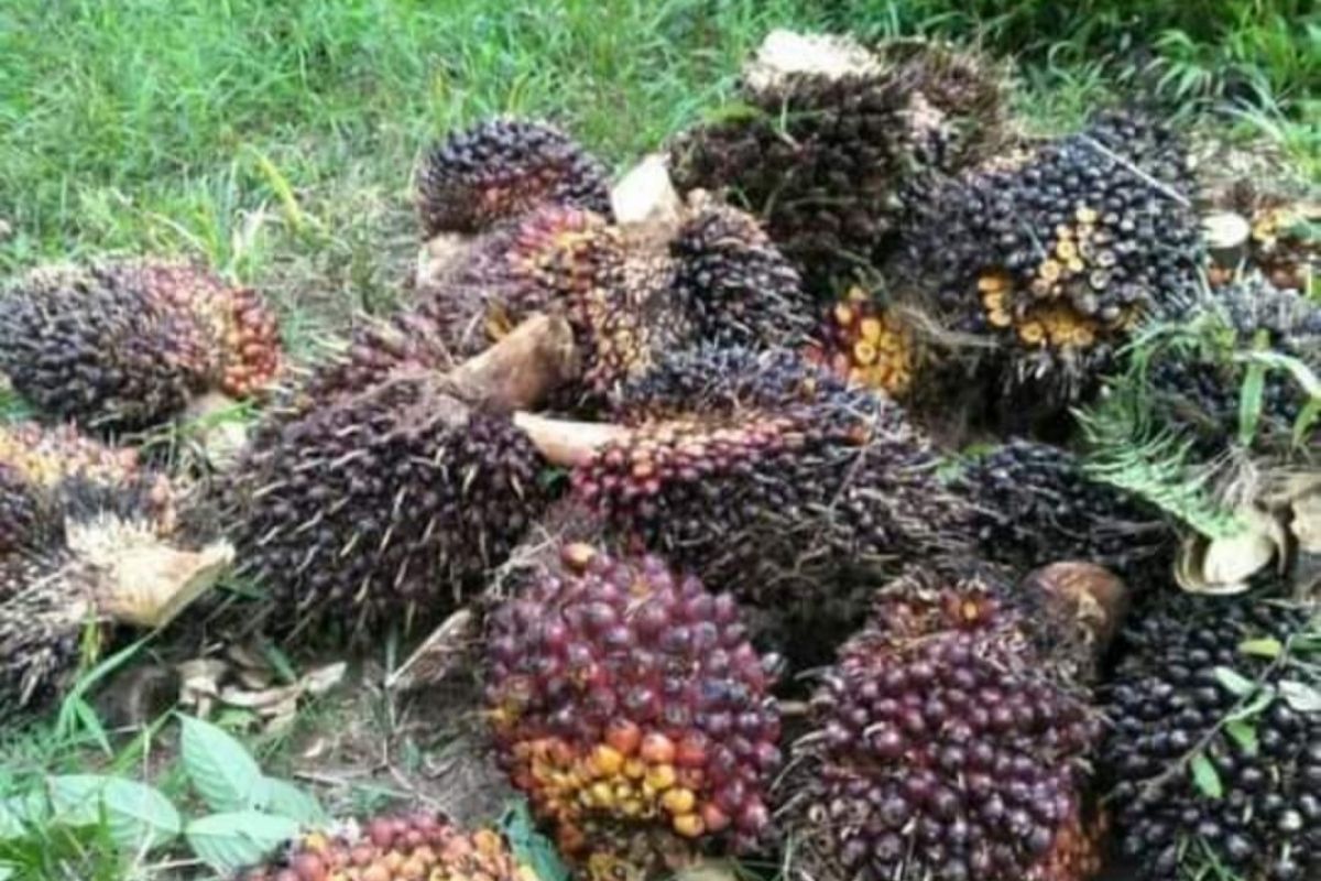 Harga kelapa sawit di Mesuji turun tipis