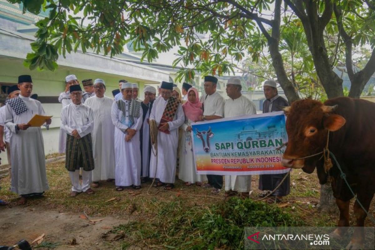 Riau dapat lagi kurban sapi dari  Jokowi, ini beratnya