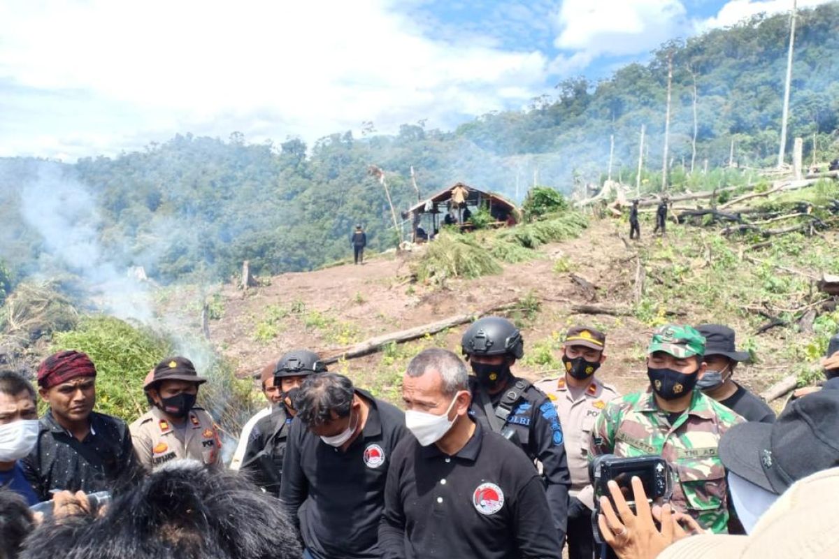 Polri musnahkan 7 Ha ladang ganja di Gunung Lauser dan sita 592 Kg ganja kering