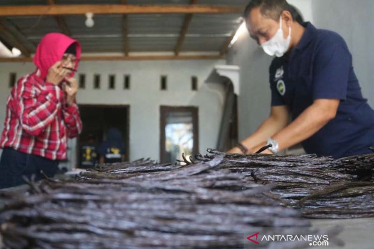 BI NTB memperkuat klaster vanili organik di kaki Gunung Rinjani