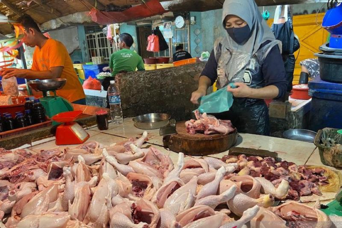 Harga ayam potong di Palembang anjlok Rp22.000 per Kg