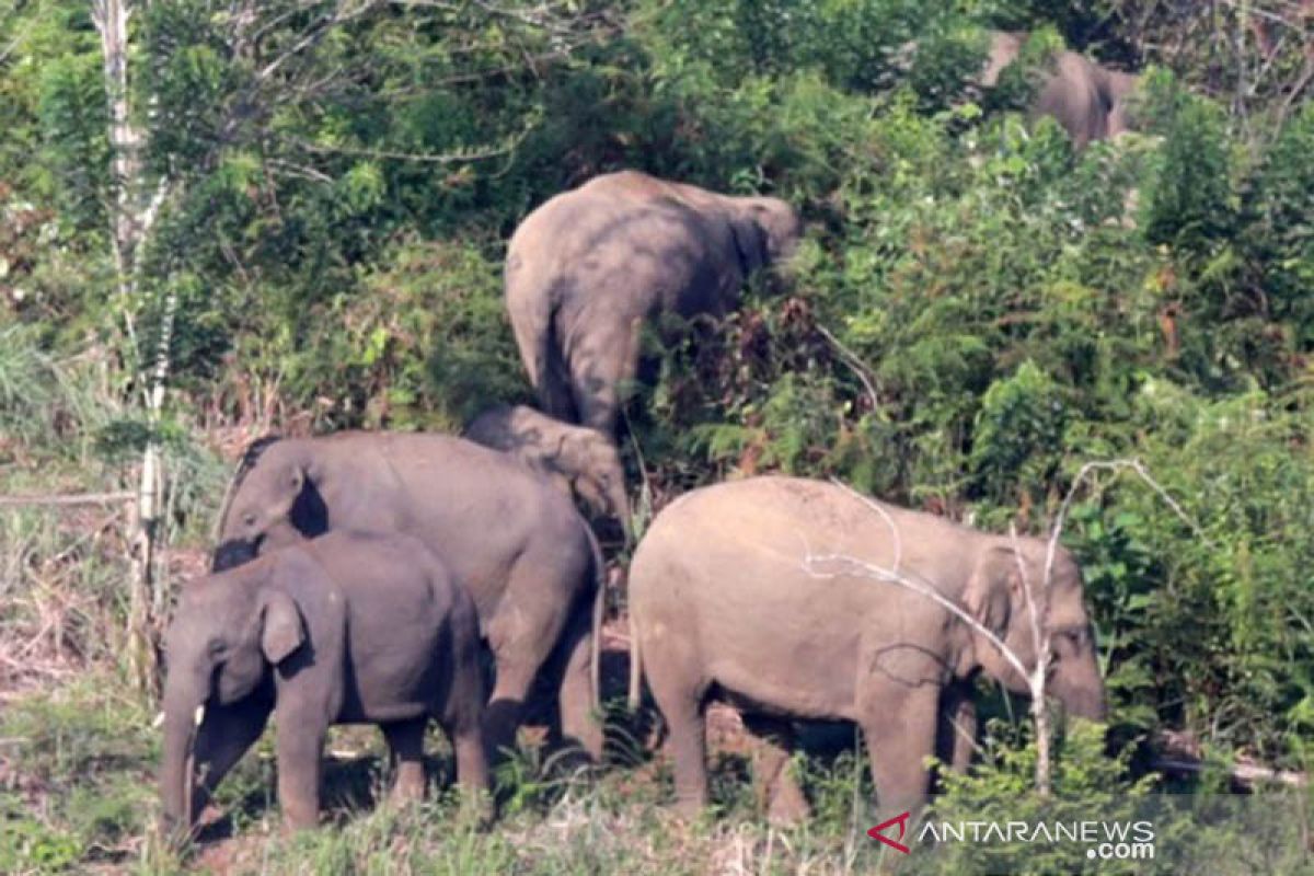 Seorang warga meninggal dunia diinjak gajah liar