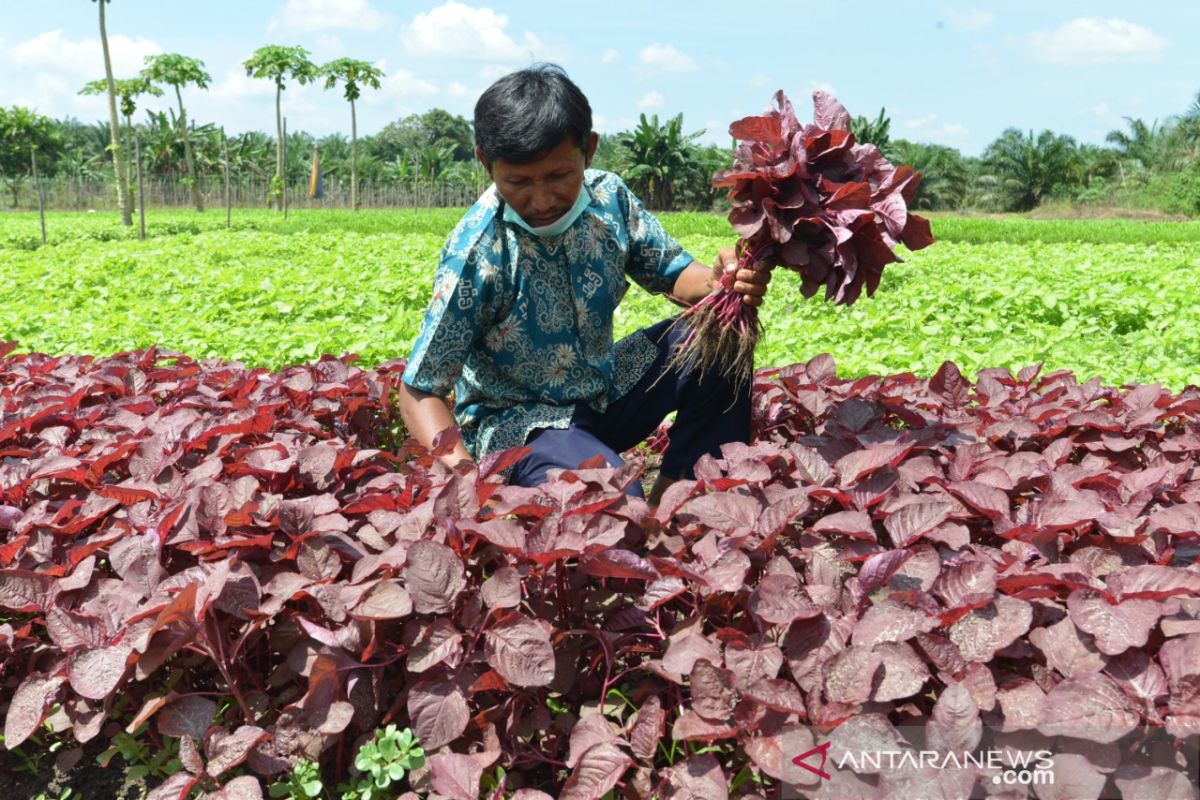 Buka lahan tidak dengan membakar, Petani Sayur ini buktikan masih untung besar