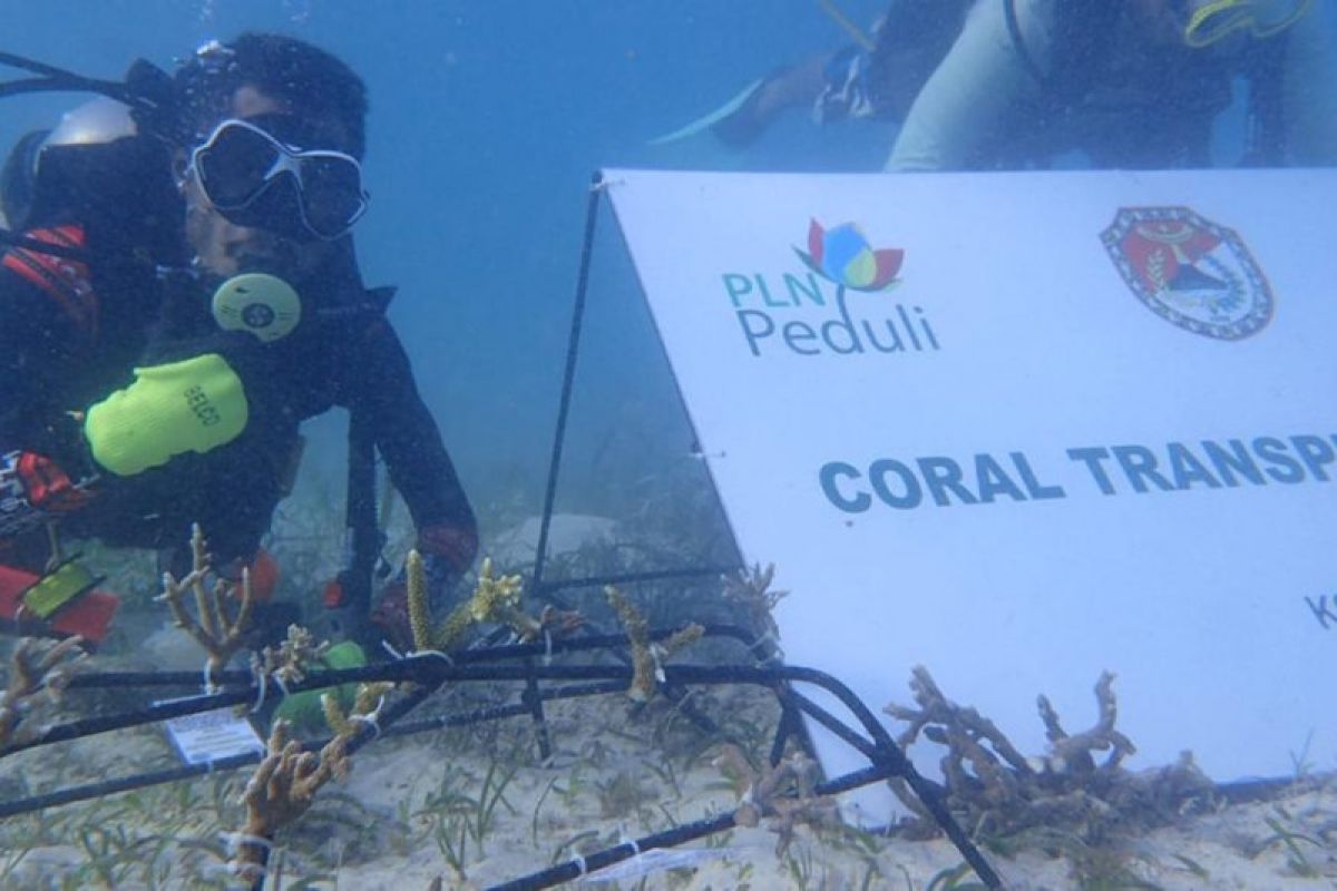 PLN bantu transplantasi terumbu karang TWA Laut Sikka