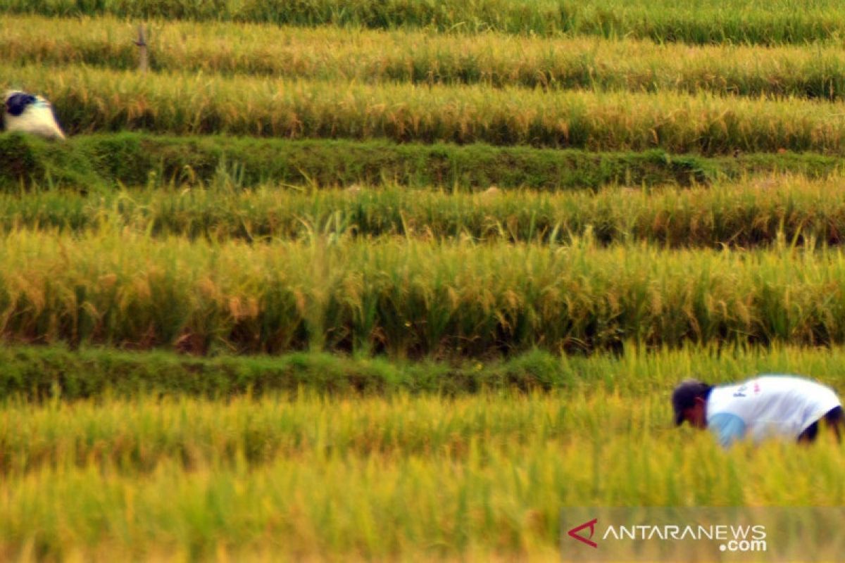 Hasil panen padi di Karawang cukup bagus, per Juni capai 74.806 hektare