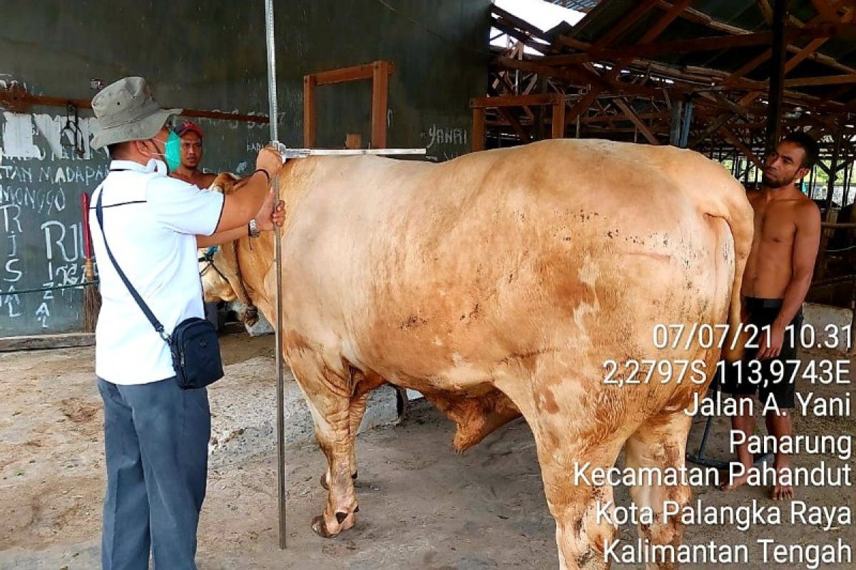 Sapi kurban Presiden RI untuk Kalteng beratnya capai 1.000 kilogram