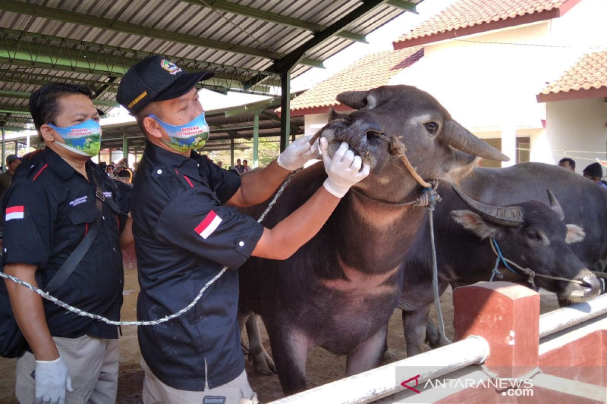 Dinas Pertanian Kudus tingkatkan pemantauan hewan ternak jelang  kurban