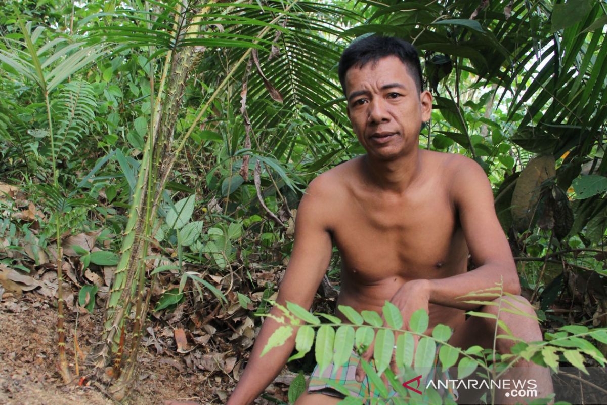 Gentar budidaya jernang jaga rimba