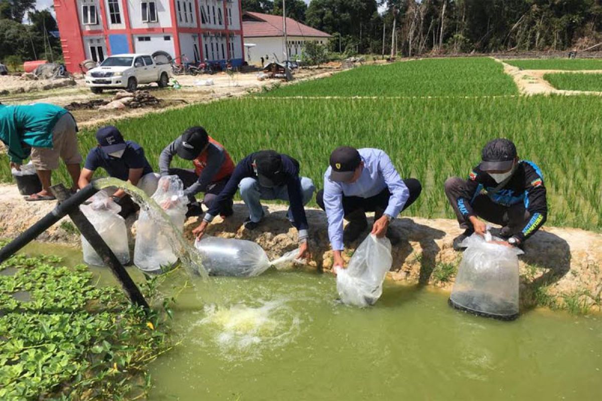 Nadalsyah monitoring lahan pertanian Poktan Mitra Laba Paring Lahung