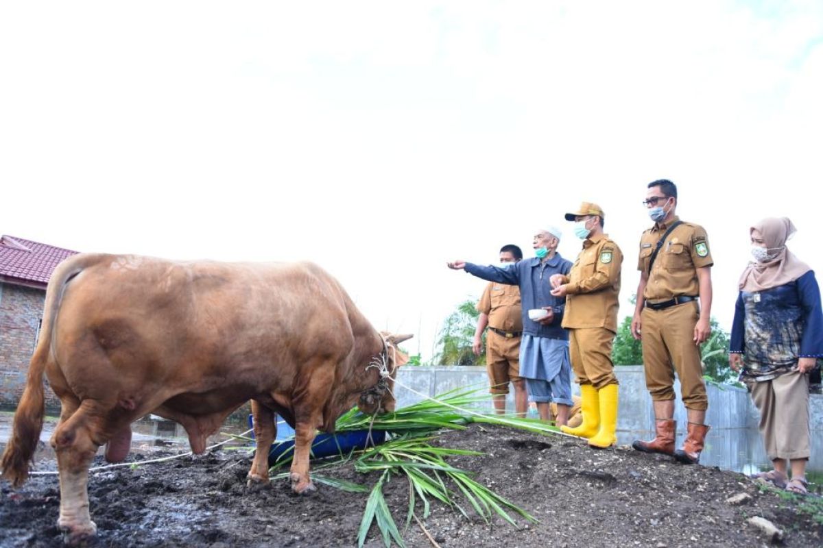 Wabup Bengkalis serahkan sapi kurban bantuan Presiden