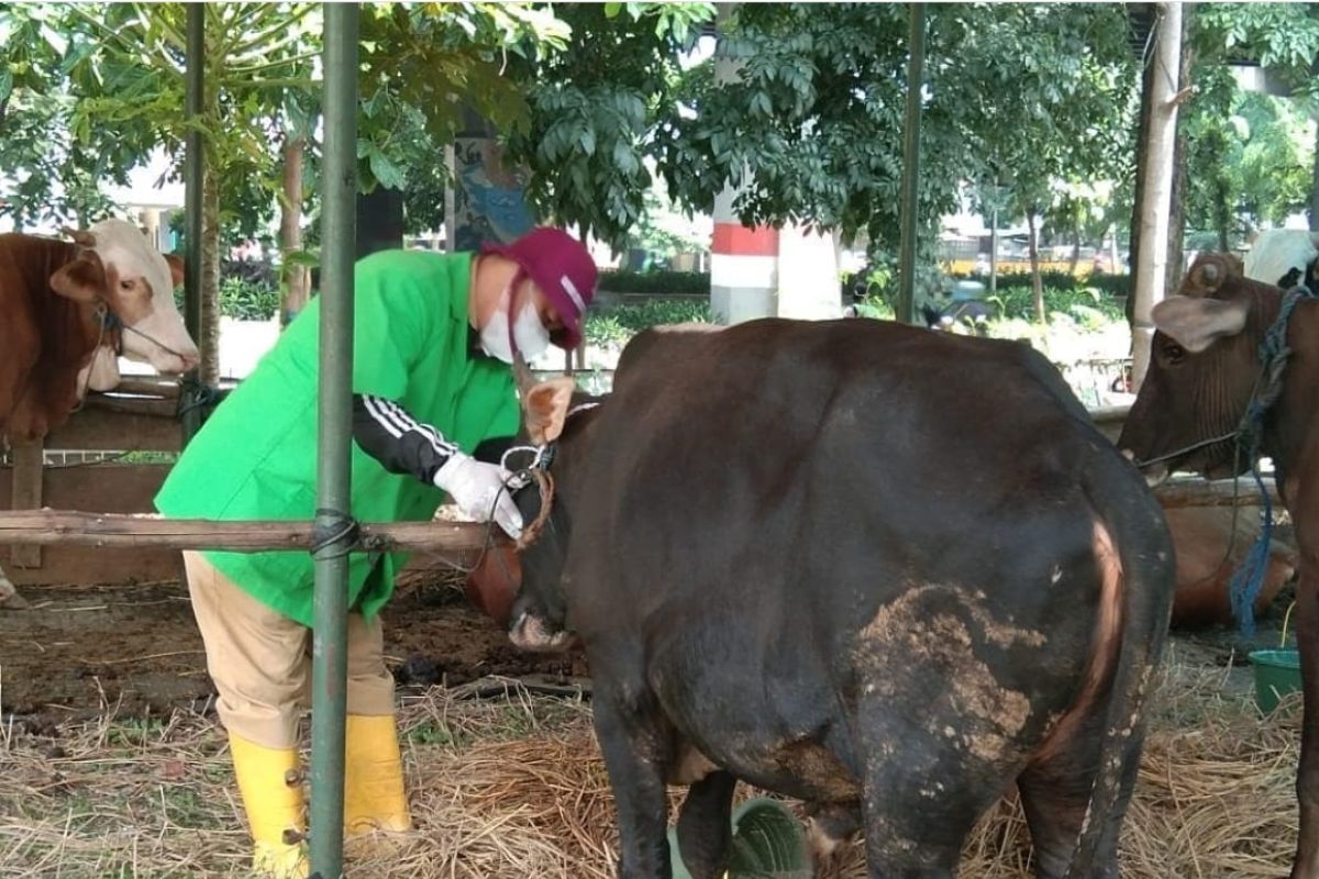 Begini cara penyembelihan hewan kurban selama pandemi COVID-19