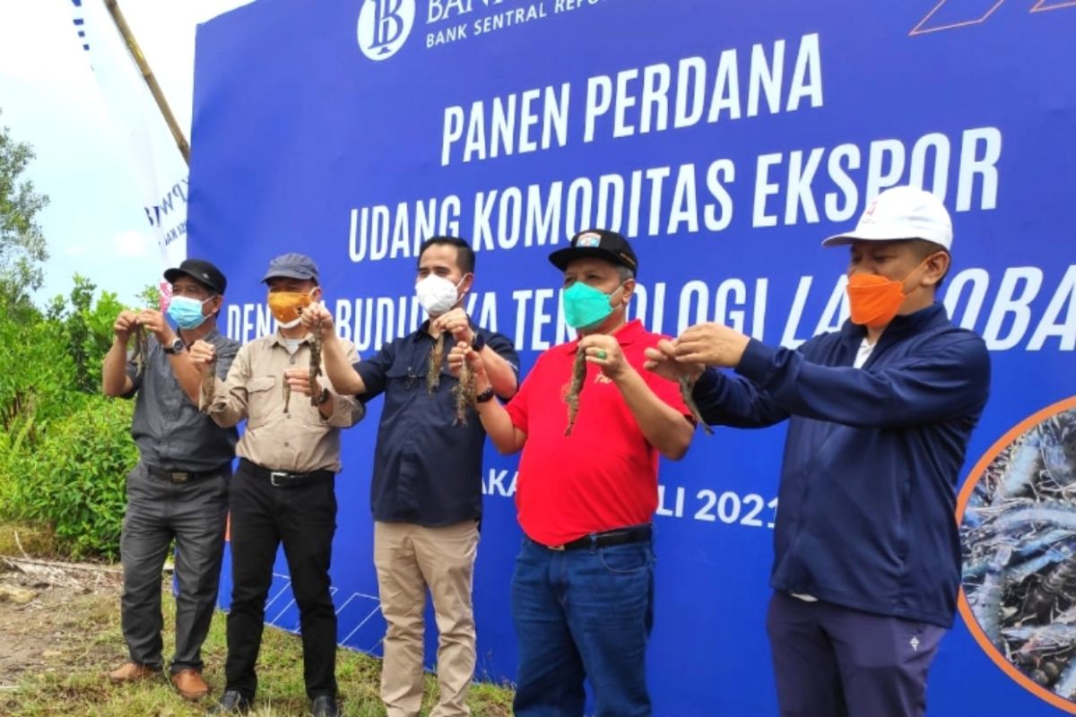 BI Kaltara berhasil tingkatkan produksi udang tiga kali lipat