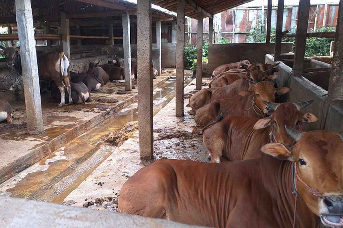 Jelang Idul Adha, peternak di Desa Datar Banyumas kebanjiran pesanan hewan kurban