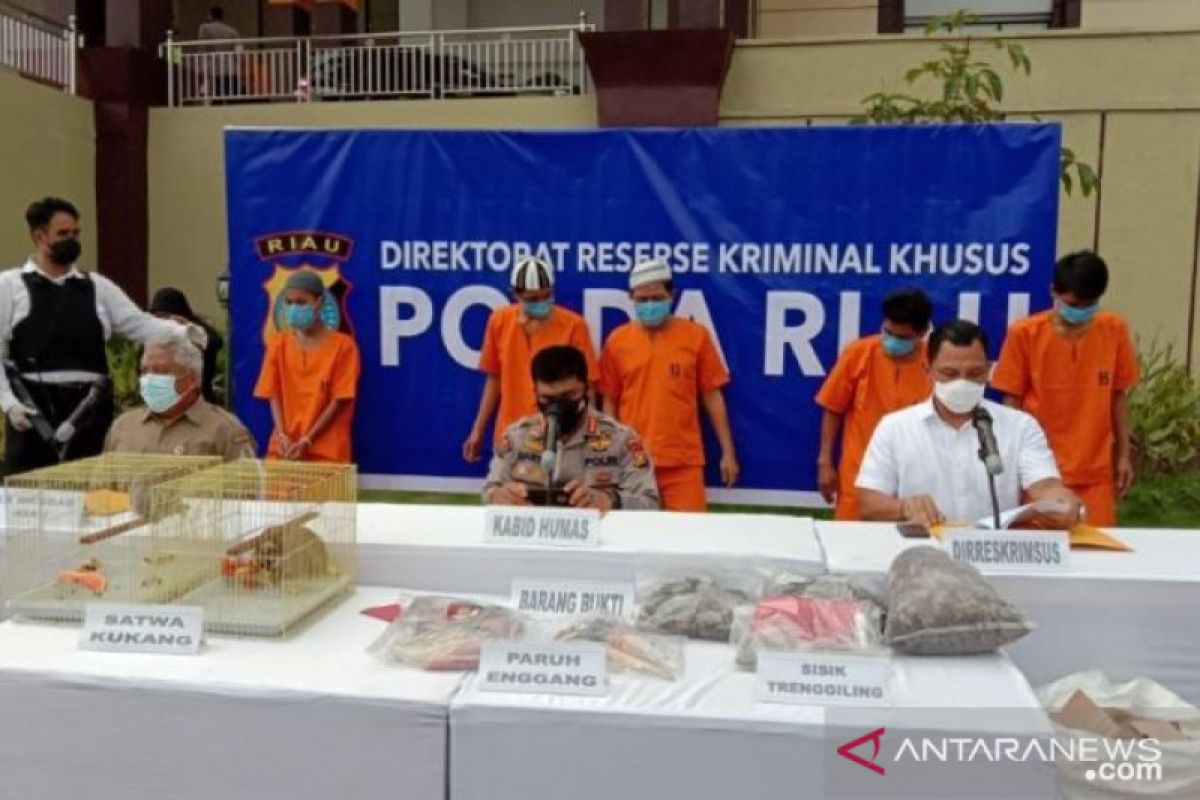 Polda Riau tangkap dua penyelundup delapan ekor kukang