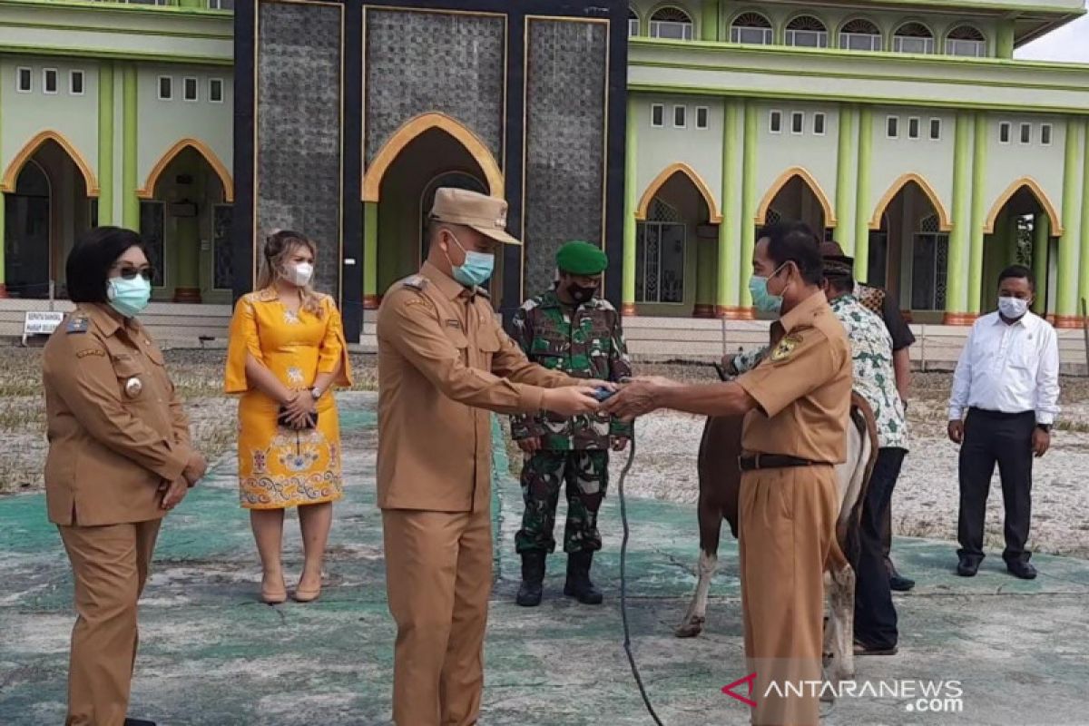 Pemkab Gunung Mas salurkan bantuan 19 sapi kurban