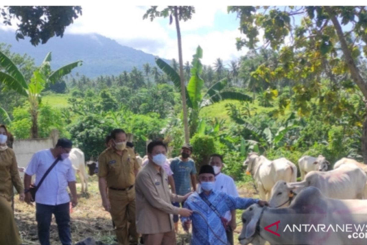 Pemerintah kota Bitung salurkan puluhan hewan kurban